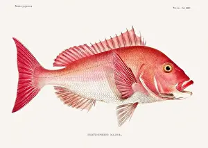 Wildlife Art Prints: Vintage fish illustration. A plate from an antique book on Japanese fauna, circa 1850
