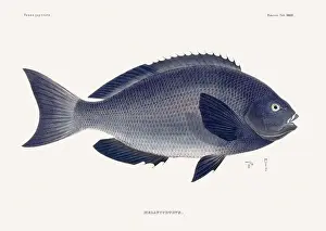 Nature Lovers Prints: Vintage fish illustration. A plate from an antique book on Japanese fauna, circa 1850