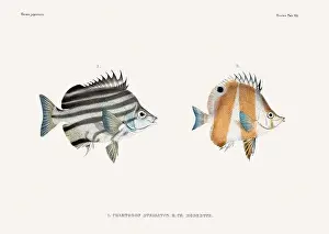 Vintage fish illustration. A plate from an antique book on Japanese fauna, circa 1850