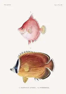 Vintage fish illustration. A plate from an antique book on Japanese fauna, circa 1850