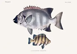 Wildlife Art Prints: Vintage fish illustration. A plate from an antique book on Japanese fauna, circa 1850