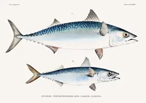 Wildlife Art Prints: Vintage fish illustration. A plate from an antique book on Japanese fauna, circa 1850