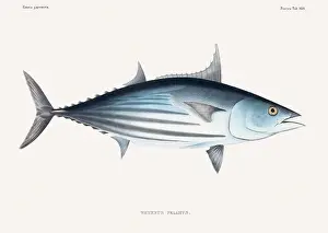 Vintage fish illustration. A plate from an antique book on Japanese fauna, circa 1850