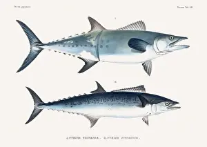 Wildlife Art Prints: Vintage fish illustration. A plate from an antique book on Japanese fauna, circa 1850