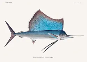 Vintage fish illustration. A plate from an antique book on Japanese fauna, circa 1850