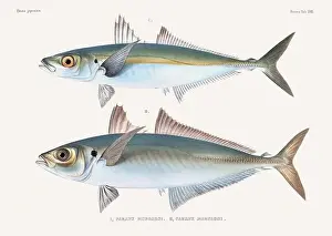 Vintage fish illustration. A plate from an antique book on Japanese fauna, circa 1850