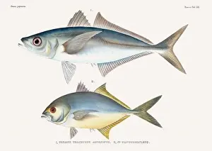 Vintage fish illustration. A plate from an antique book on Japanese fauna, circa 1850