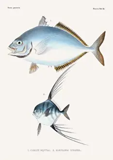 Nature Lovers Prints: Vintage fish illustration. A plate from an antique book on Japanese fauna, circa 1850
