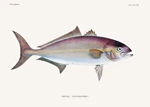 Nature Lovers Prints: Vintage fish illustration. A plate from an antique book on Japanese fauna, circa 1850