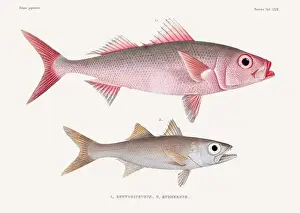 Vintage fish illustration. A plate from an antique book on Japanese fauna, circa 1850