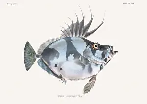Wildlife Art Prints: Vintage fish illustration. A plate from an antique book on Japanese fauna, circa 1850