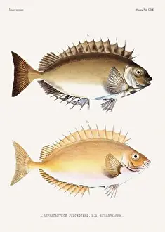 Wildlife Art Prints: Vintage fish illustration. A plate from an antique book on Japanese fauna, circa 1850