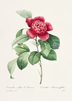Blooming Time Lapse Prints: Vintage flower illustration. 19th Century French Floral Plate by Pierre Joseph Redouté