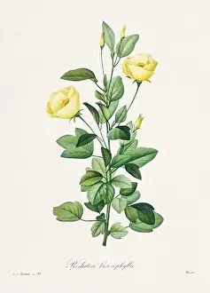 Blooming Time Lapse Prints: Vintage flower illustration. 19th Century French Floral Plate by Pierre Joseph Redouté
