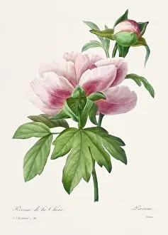 Blooming Time Lapse Prints: Vintage flower illustration. 19th Century French Floral Plate by Pierre Joseph Redouté