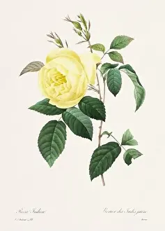 Romantic Activity Prints: Vintage flower illustration. 19th Century French Floral Plate by Pierre Joseph Redouté