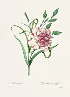 Romantic Activity Prints: Vintage flower illustration. 19th Century French Floral Plate by Pierre Joseph Redouté