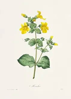 Romantic Activity Prints: Vintage flower illustration. 19th Century French Floral Plate by Pierre Joseph Redouté