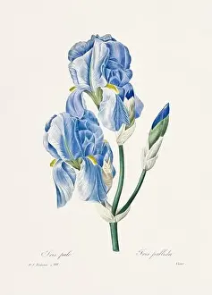 Romantic Activity Prints: Vintage flower illustration. 19th Century French Floral Plate by Pierre Joseph Redouté