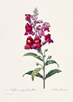 Romantic Activity Prints: Vintage flower illustration. 19th Century French Floral Plate by Pierre Joseph Redouté