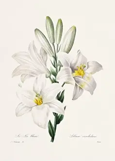 Romantic Activity Prints: Vintage flower illustration. 19th Century French Floral Plate by Pierre Joseph Redouté