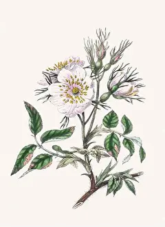Shrub Prints: Vintage flower illustration, detailed flower plate from a botanical book published in London