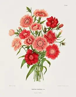 Romantic Activity Prints: Vintage flower illustration. Dutch botanical book illustration. Circa 1880
