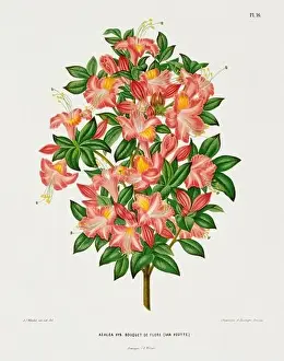 Romantic Activity Prints: Vintage flower illustration. Dutch botanical book illustration. Circa 1880