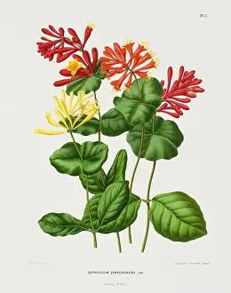 Romantic Activity Prints: Vintage flower illustration. Dutch botanical book illustration. Circa 1880