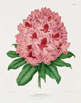 Romantic Activity Prints: Vintage flower illustration. Dutch botanical book illustration. Circa 1880