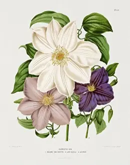 Romantic Activity Prints: Vintage flower illustration. Dutch botanical book illustration. Circa 1880