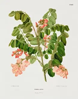 Romantic Activity Prints: Vintage flower illustration. Dutch botanical book illustration. Circa 1880