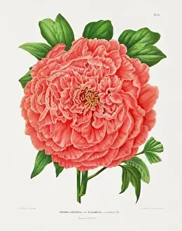 Romantic Activity Prints: Vintage flower illustration. Dutch botanical book illustration. Circa 1880