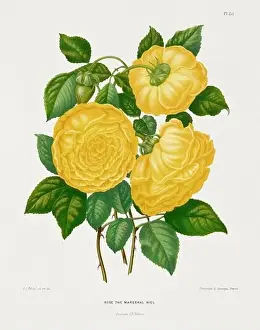 Romantic Activity Prints: Vintage flower illustration. Dutch botanical book illustration. Circa 1880
