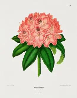 Romantic Activity Prints: Vintage flower illustration. Dutch botanical book illustration. Circa 1880