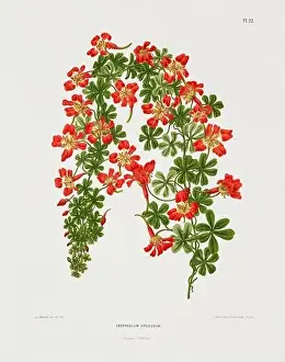 Romantic Activity Prints: Vintage flower illustration. Dutch botanical book illustration. Circa 1880