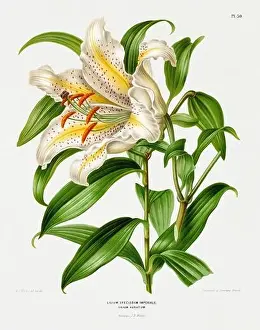 Romantic Activity Prints: Vintage flower illustration. Dutch botanical book illustration. Circa 1880