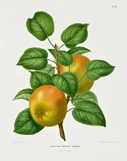 Vintage fruit illustration. Dutch botanical book illustration. Circa 1880