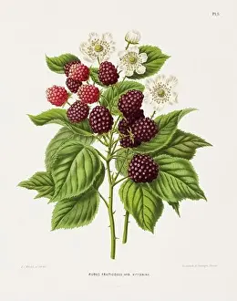 Pomona California Prints: Vintage fruit illustration. Dutch botanical book illustration. Circa 1880