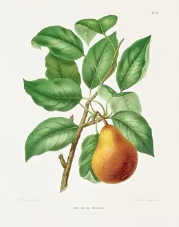 Pomona California Prints: Vintage fruit illustration. Dutch botanical book illustration. Circa 1880