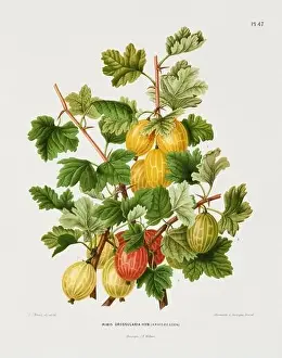 Pomona California Prints: Vintage fruit illustration. Dutch botanical book illustration. Circa 1880