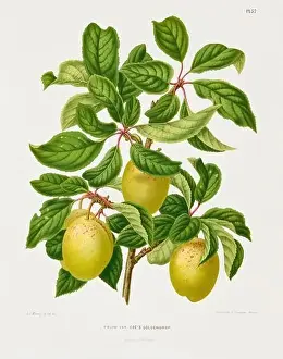 Vintage fruit illustration. Dutch botanical book illustration. Circa 1880