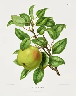 Vintage fruit illustration. Dutch botanical book illustration. Circa 1880