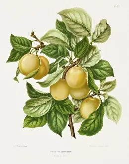 Pomona California Prints: Vintage fruit illustration. Dutch botanical book illustration. Circa 1880