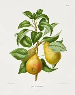 Pomona California Prints: Vintage fruit illustration. Dutch botanical book illustration. Circa 1880