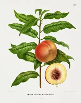 Pomona California Prints: Vintage fruit illustration. Dutch botanical book illustration. Circa 1880