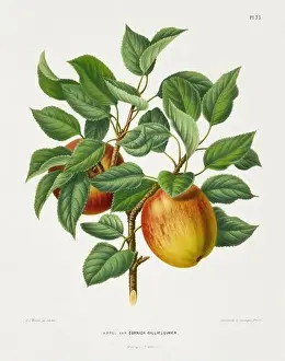 Vintage fruit illustration. Dutch botanical book illustration. Circa 1880