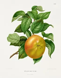 Vintage fruit illustration. Dutch botanical book illustration. Circa 1880