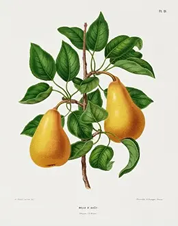 Vintage fruit illustration. Dutch botanical book illustration. Circa 1880