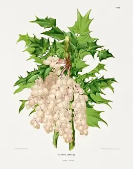 Pomona California Prints: Vintage fruit illustration. Dutch botanical book illustration. Circa 1880